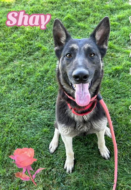 adoptable Dog in Sacramento, CA named *SHAY