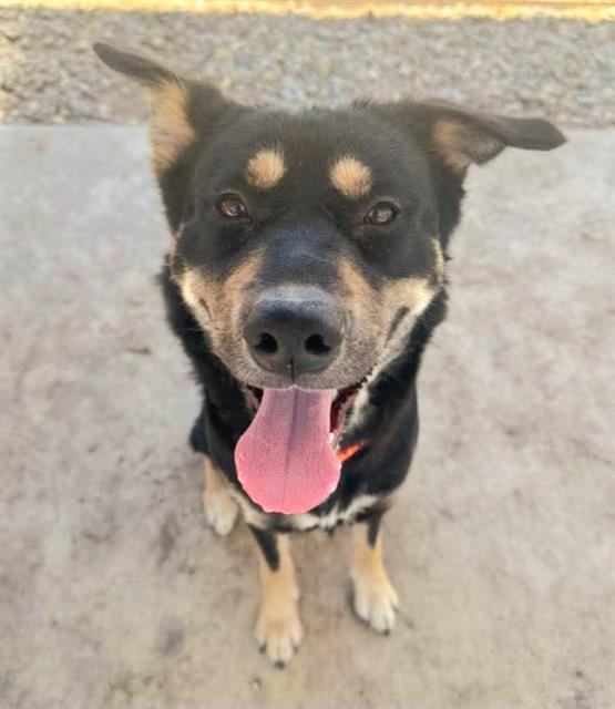 adoptable Dog in Sacramento, CA named NYX