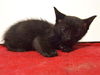 adoptable Cat in Sacramento, CA named ONYX
