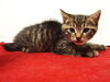 adoptable Cat in Sacramento, CA named MISO