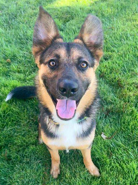 adoptable Dog in Sacramento, CA named *VLADIMIR