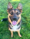 adoptable Dog in Sacramento, CA named *VLADIMIR