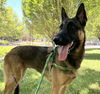 adoptable Dog in Sacramento, CA named *PADME