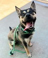 adoptable Dog in Sacramento, CA named *BENSON