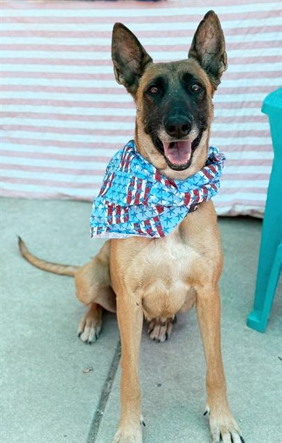 adoptable Dog in Sacramento, CA named *NYLA