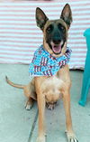 adoptable Dog in Sacramento, CA named *NYLA