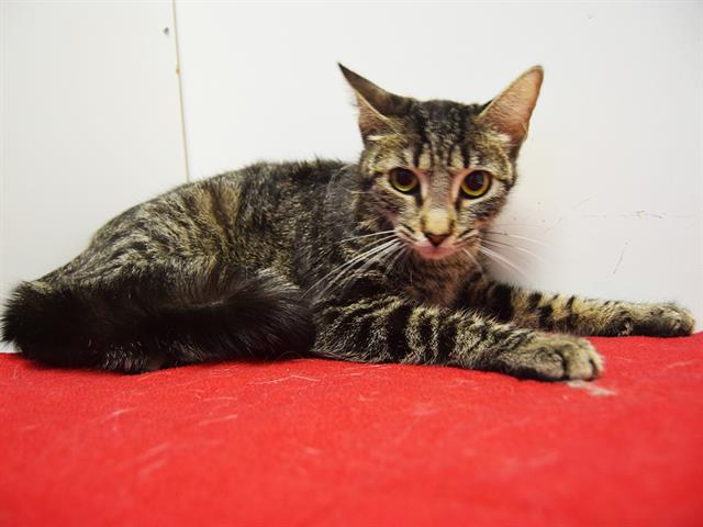 adoptable Cat in Sacramento, CA named *DIOR