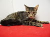 adoptable Cat in Sacramento, CA named *DIOR