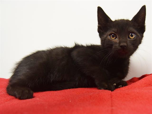 adoptable Cat in Sacramento, CA named *KEITH