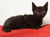 adoptable Cat in Sacramento, CA named *KEITH