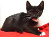 adoptable Cat in Sacramento, CA named *MAYA