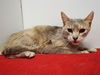 adoptable Cat in Sacramento, CA named *MIKA