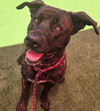 adoptable Dog in sacramento, ca, CA named *CREAM PUFF