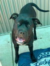adoptable Dog in  named *BON BON