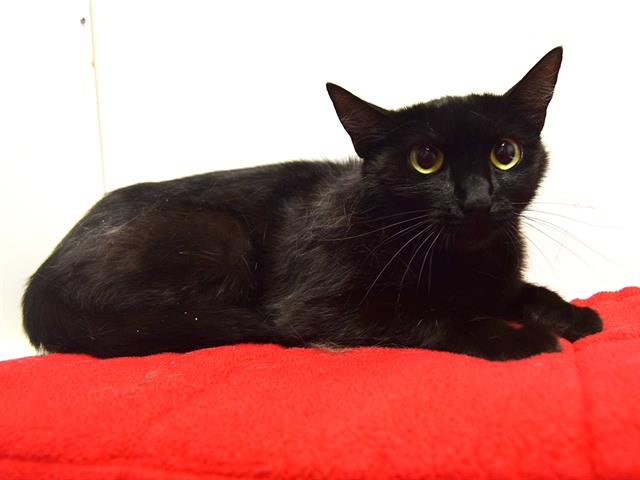 adoptable Cat in Sacramento, CA named *MALI
