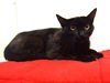 adoptable Cat in Sacramento, CA named *MALI