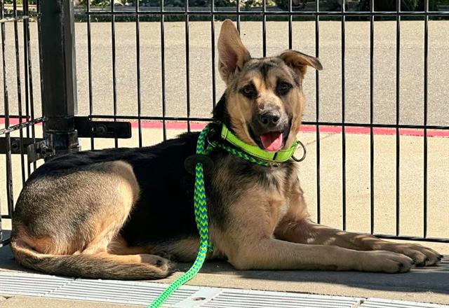 adoptable Dog in Sacramento, CA named *HOPE