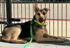 adoptable Dog in sacramento, ca, CA named *HOPE
