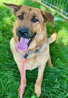 adoptable Dog in Sacramento, CA named *JOURNEY