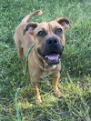 adoptable Dog in  named *ZANDER