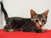 adoptable Cat in Sacramento, CA named *MARY ANN