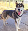 adoptable Dog in  named *WIZARD