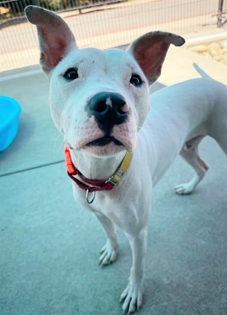 adoptable Dog in Sacramento, CA named ROYAL