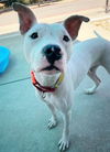 adoptable Dog in  named ROYAL