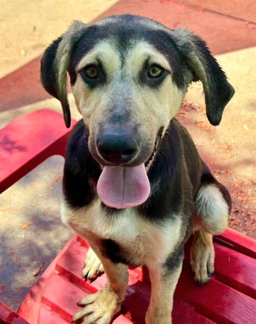 adoptable Dog in Sacramento, CA named *AHAB
