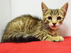 adoptable Cat in Sacramento, CA named *PONGO