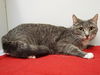 adoptable Cat in Sacramento, CA named *PATRICE