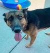 adoptable Dog in Sacramento, CA named *ATHENA