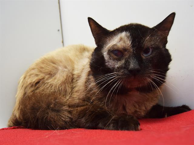 adoptable Cat in Sacramento, CA named *MURRAY