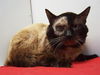 adoptable Cat in  named *MURRAY