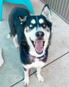 adoptable Dog in  named *JADE