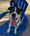 adoptable Dog in sacramento, ca, CA named *HOMER