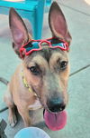 adoptable Dog in sacramento, ca, CA named *IMELDO