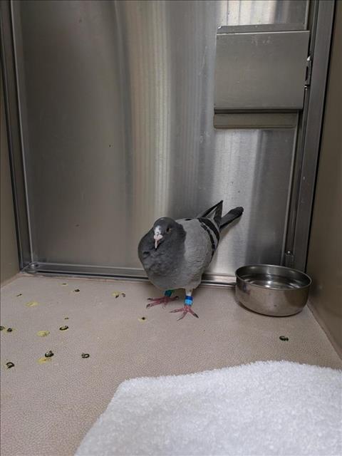 adoptable Bird in Sacramento, CA named A895971