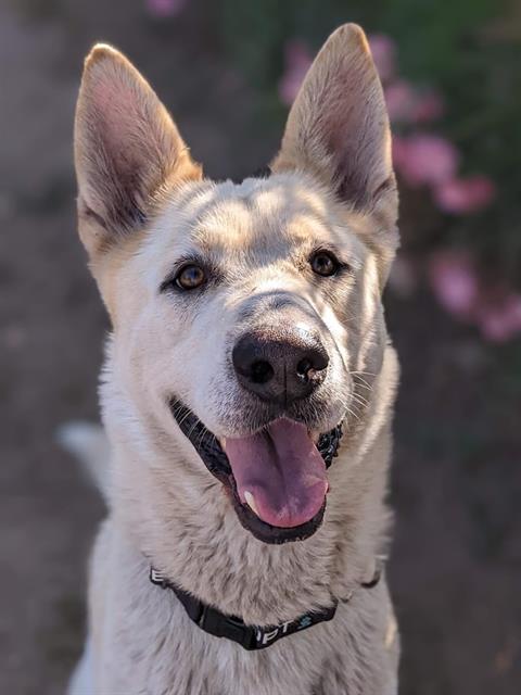 adoptable Dog in Sacramento, CA named *HOWIE