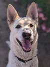 adoptable Dog in sacramento, ca, CA named *HOWIE
