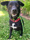 adoptable Dog in sacramento, ca, CA named *COSMO