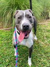 adoptable Dog in  named *ROLLIE