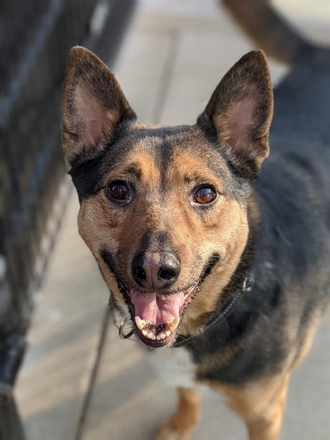 adoptable Dog in Sacramento, CA named *OLLIE