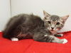 adoptable Cat in  named RUBY