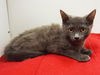 adoptable Cat in  named *POLLY POCKET