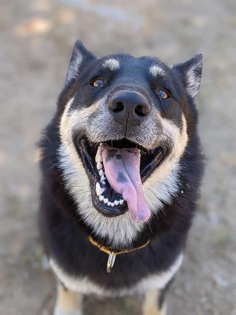 adoptable Dog in Sacramento, CA named *SAGE