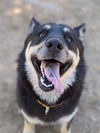 adoptable Dog in  named *SAGE
