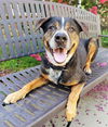 adoptable Dog in  named *BISCUT