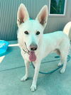 adoptable Dog in sacramento, ca, CA named *GHOST