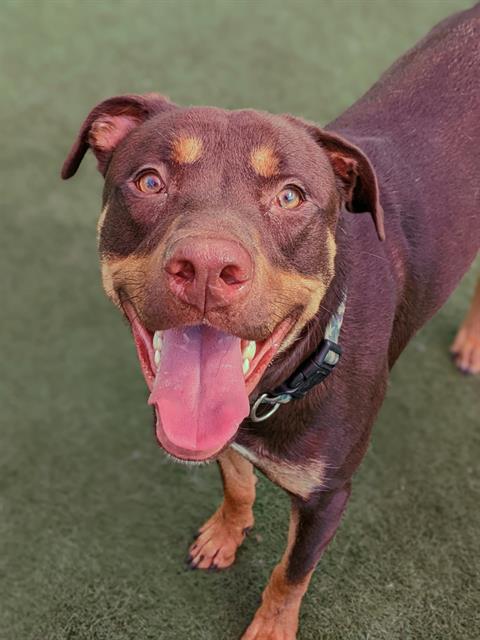 adoptable Dog in Sacramento, CA named *BUBBA